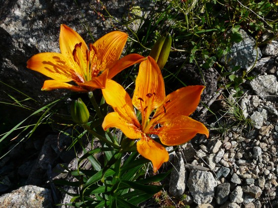 Lys orangé