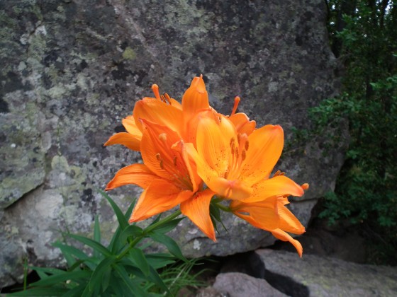 Lys orangé