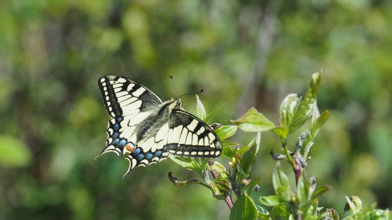 Machaon à l\'Ecoutoux