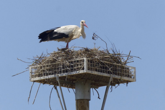 Madame cigogne