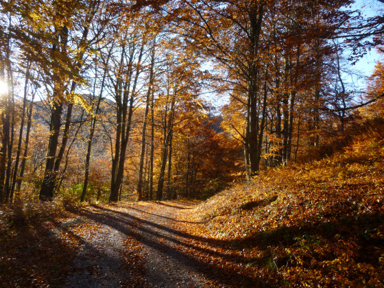 Magie de l'automne