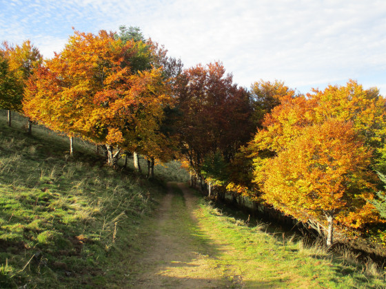 Magie de l\'automne