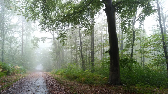 Magie des arbres sous la pluie