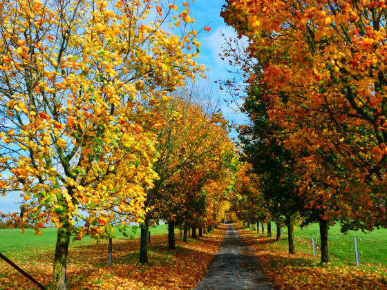 Magnifique allée arborée menant à la ferme du Bois de Rémont
