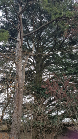 magnifique arbre