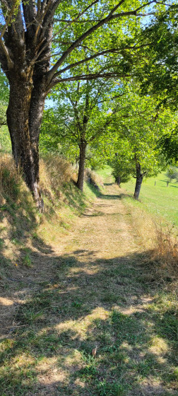 Chemin verdoyant
