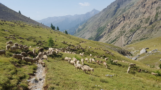 Magnifique troupeau de mouton