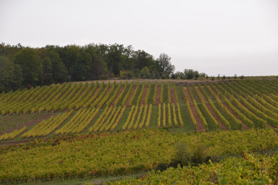 Vignes