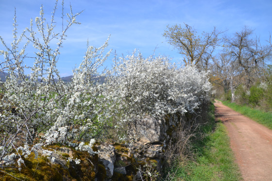 Muret embelli en ce moment par la blancheur de l'aubépine