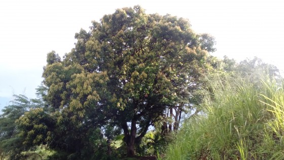 Mahogany