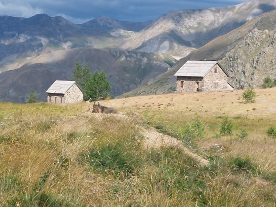 Marmotte devant la maison forestière de Tortisse