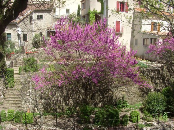 Maisons arborées.