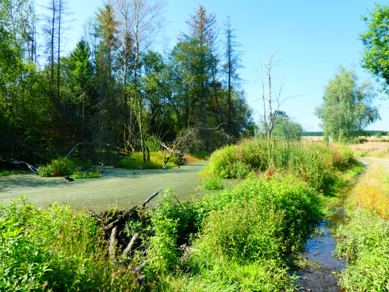 Ma&icirc;tre Castor a construit un barrage sur le ruisseau de Taini&egrave;re