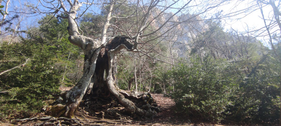 Majestueux arbre