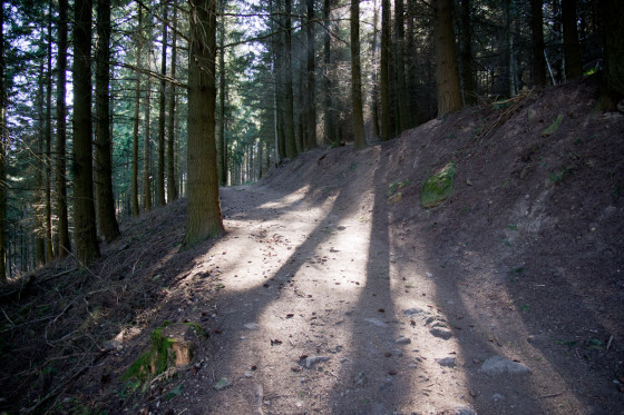 malval for&ecirc;t