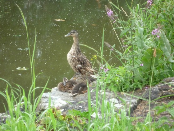 Maman Colvert et sa famille