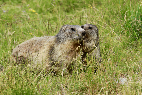 Maman marmotte et b&eacute;b&eacute;