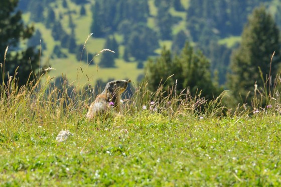 Maman marmotte