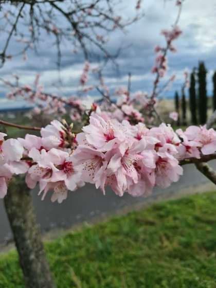Mandelblüte in Gimmeldingen