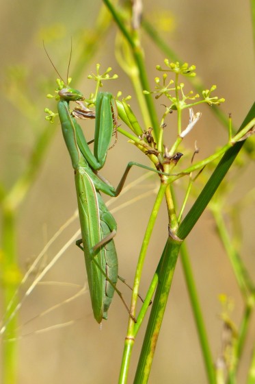 Mante religieuse Mante religieuse