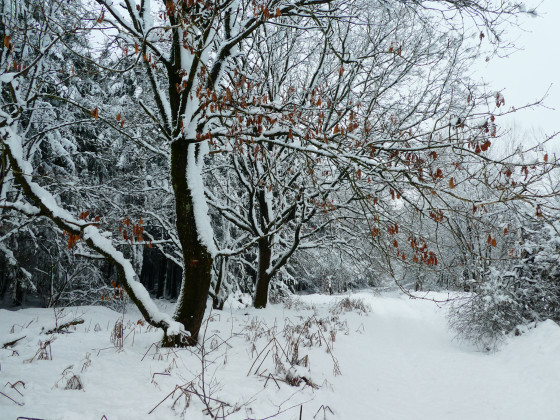 Manteau de neige