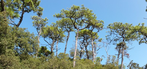 marais d'un cot&eacute; for&ecirc;t de l'autre