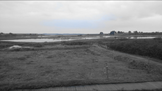 Marais de Séné vue depuis l'observatoire de la réserve