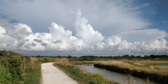 Marais du Ch&acirc;teau d'Ol&eacute;ron
