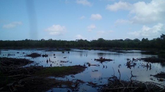 Marais inondé