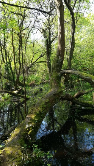 Marais