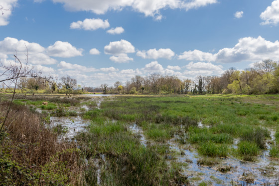 Marais