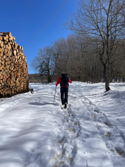 Marche entre neige et forêt