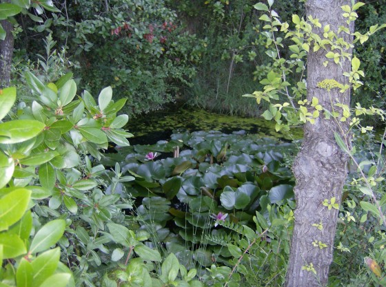 Mare aux n&eacute;nuphars