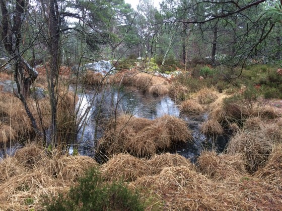 Mare aux Canards