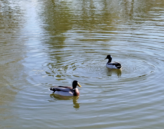 mare aux canards