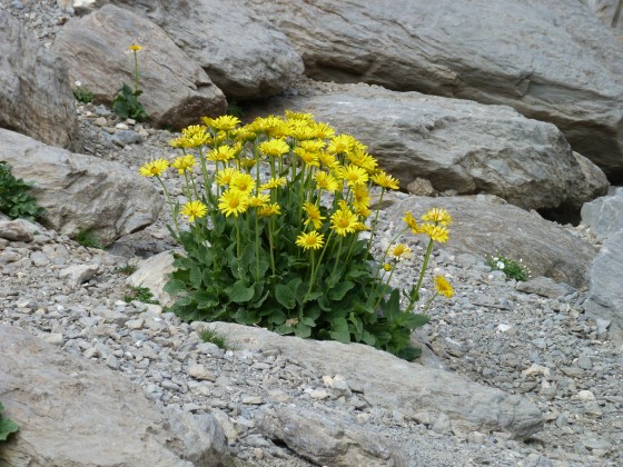Marguerites au lac des 9 couleurs