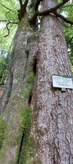Mariage d'un hêtre et d'un sapin
