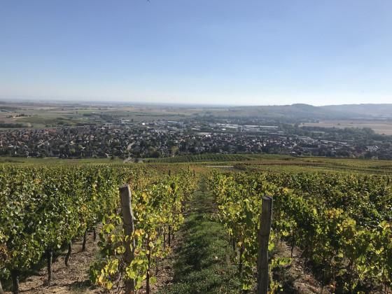 Marlenheim vu des coteaux