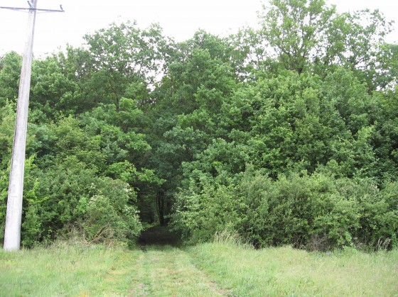 Marmagne. Bois de St Aubin également appelé \
