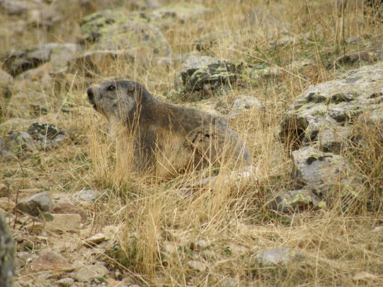 marmote