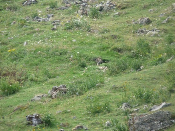 Marmotte à la clairière