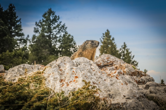 Marmotte au pas des chattons