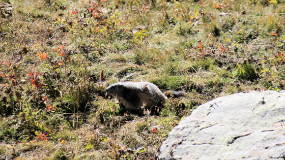 marmotte curieuse
