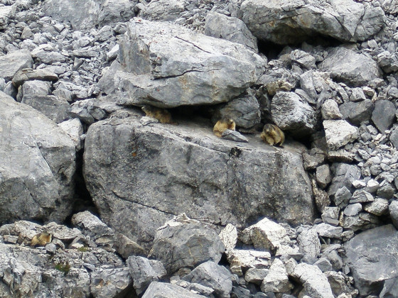 Marmotte de l\'éboulis du Grand Serru
