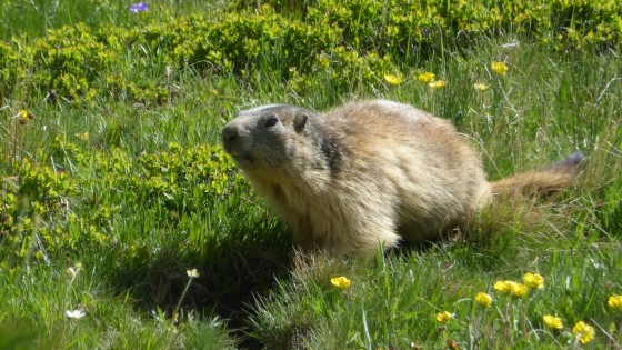Marmotte du Fond d\'Aussois