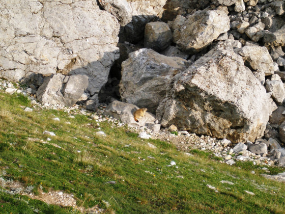 Marmotte du Grand Serru