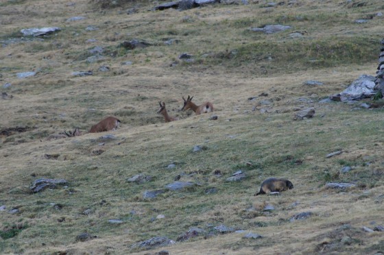 Marmotte et Izards