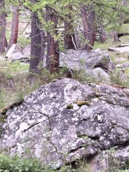 Marmotte sur le chemin vers la lac d\'Allos