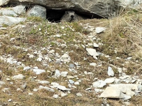 Marmotte sur le GR proche du col de l\'Encombrette