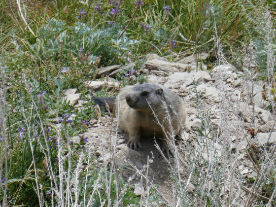 Marmotte